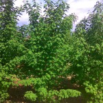 Клен бородатый (acer barbinerve)