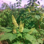 Клен желтый (acer ukurunduence)