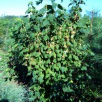 Клен колосистый (acer spicatum)