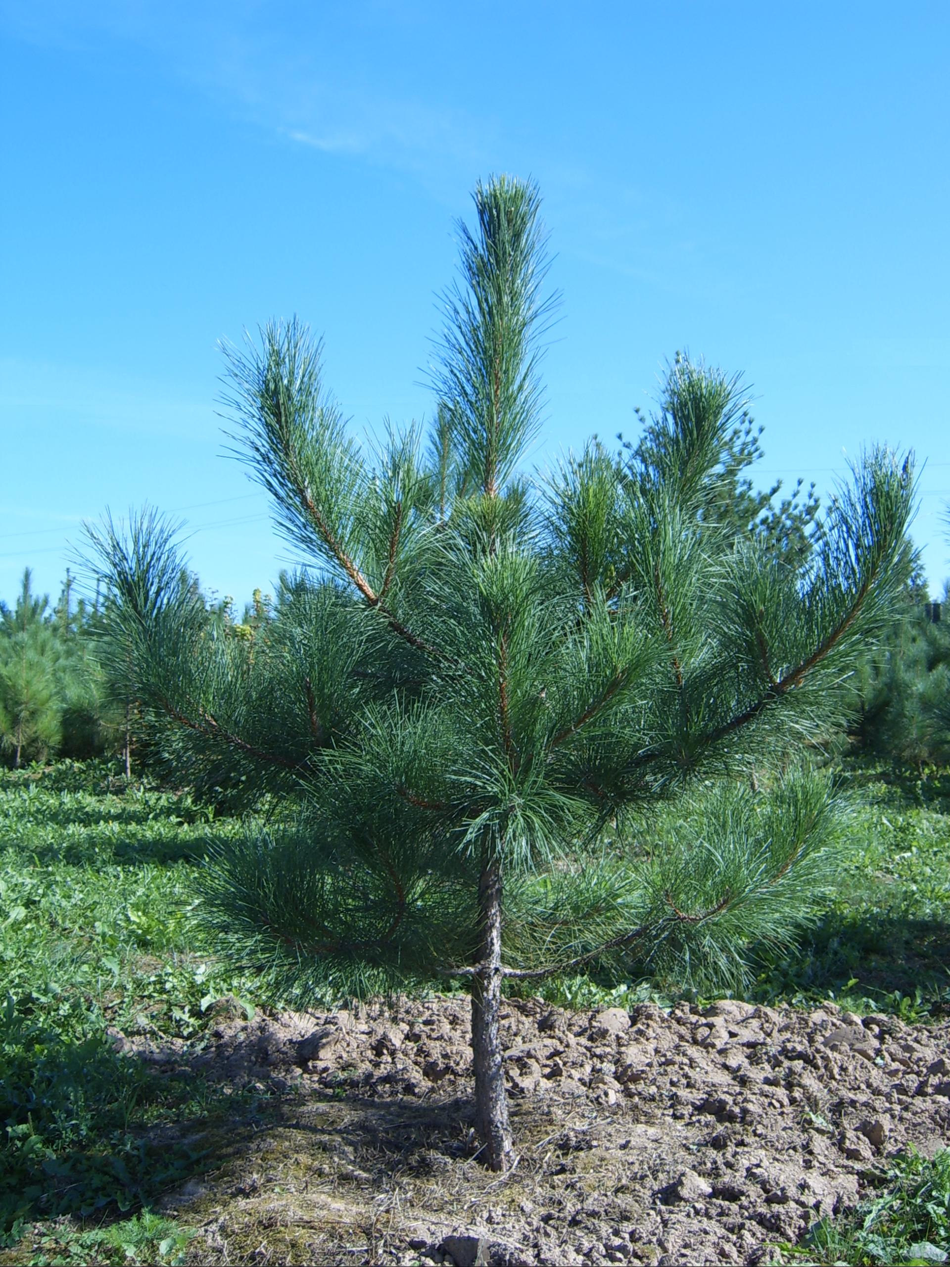 Сосна смолистая (pinus resinosa)