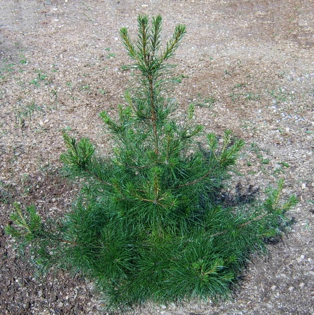 Сосна Бэнкса  (pinus banksiana)