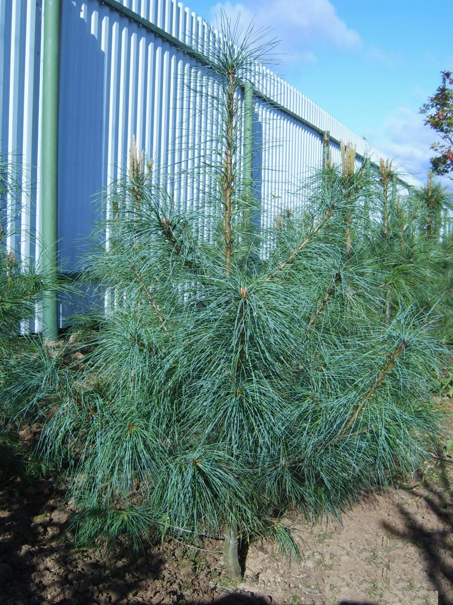 Сосна веймутова (pinus strobus)