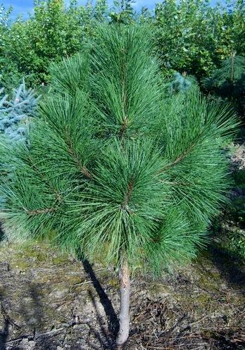 Сосна желтая (pinus ponderosa)