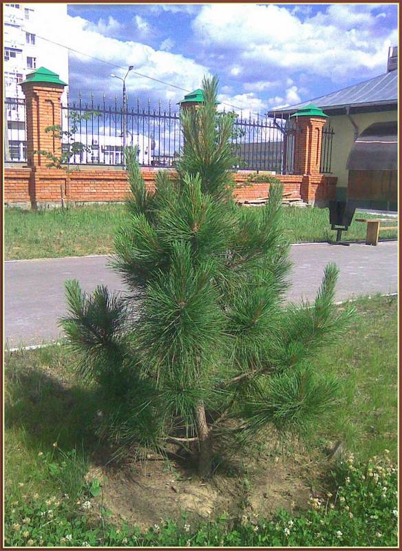 Сосна смолистая в г.Дзержинске.