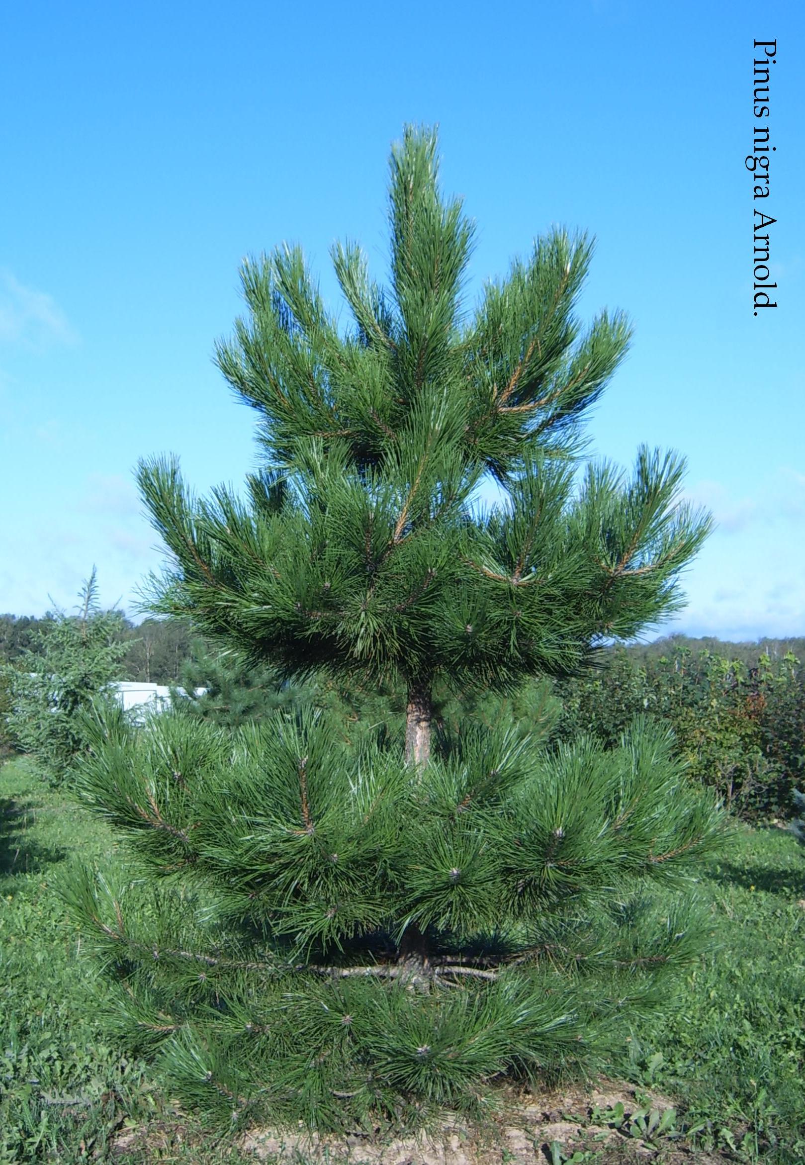 Сосна черная (pinus nigra)