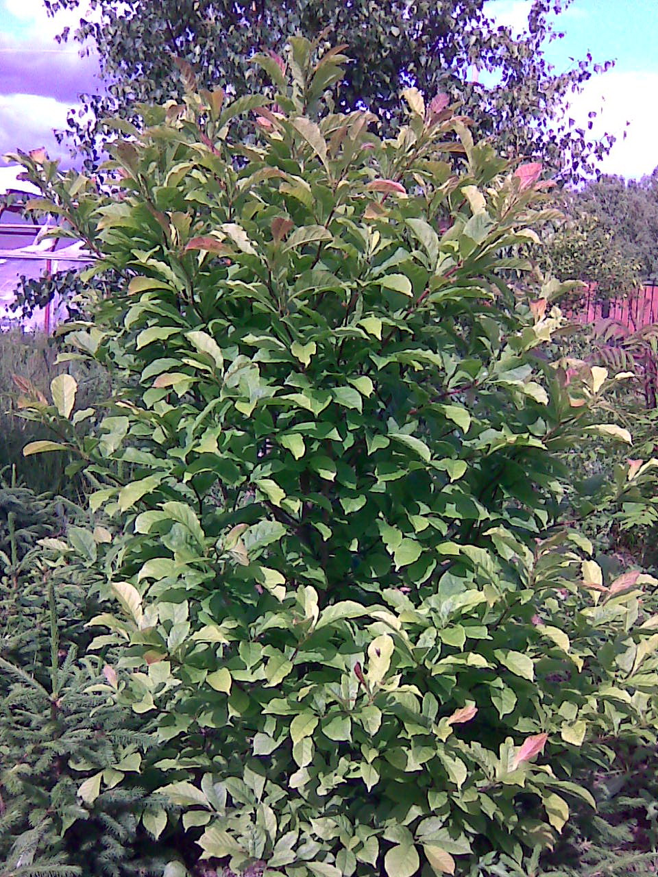 Магнолия кобус  magnolia kobus