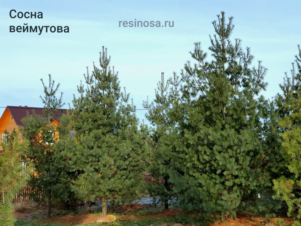 Сосна веймутова