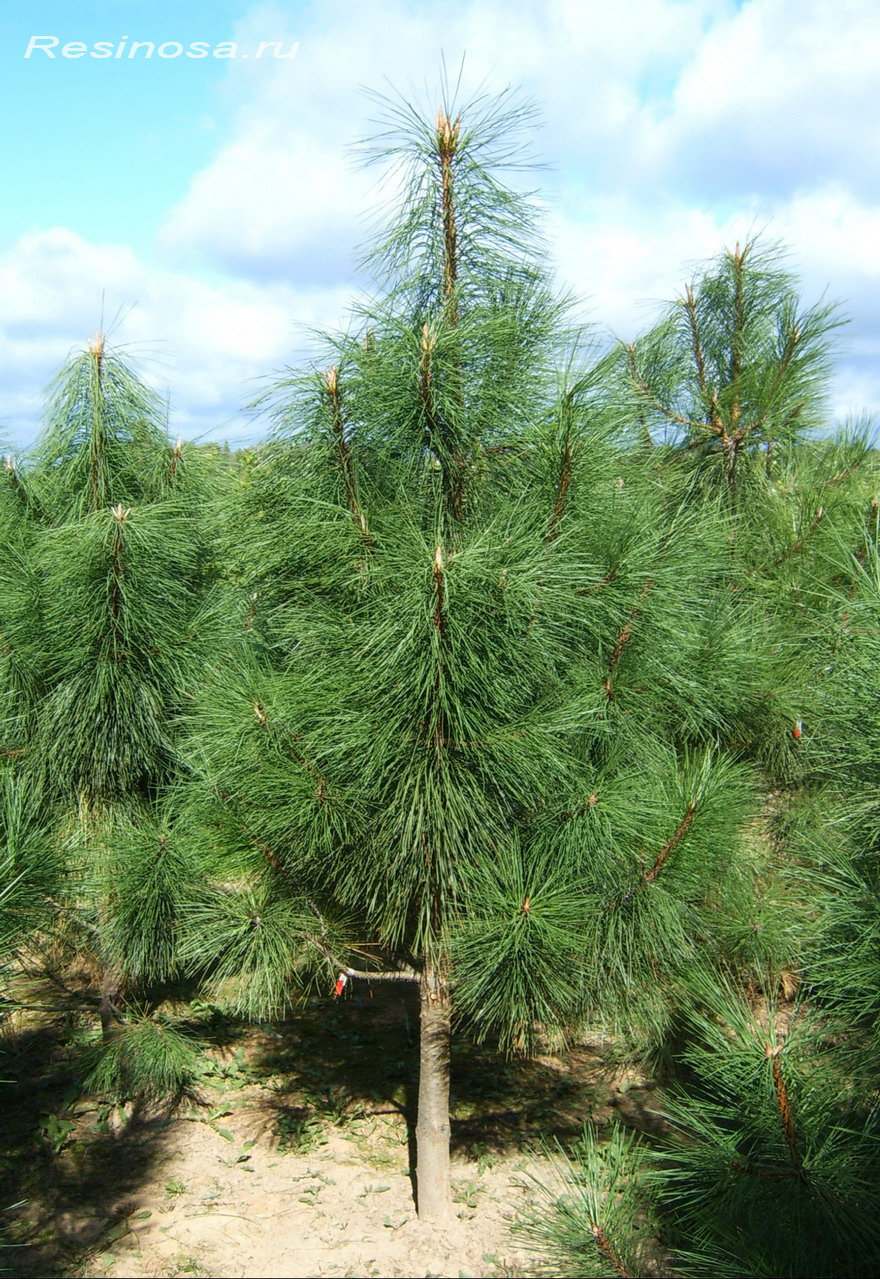 Сосна-тяжелая-или-желтая-pinus-ponderosa