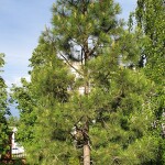 Сосна желтая