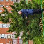 Дендролог Роман Назаров возле сосны смолистой в Дзержинске