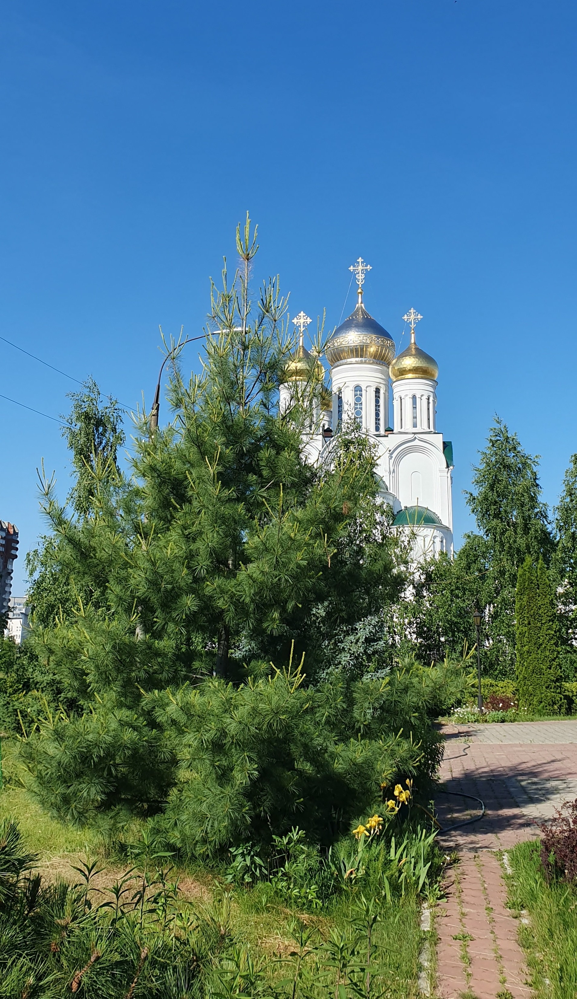 Сосна веймутова Дзержинск
