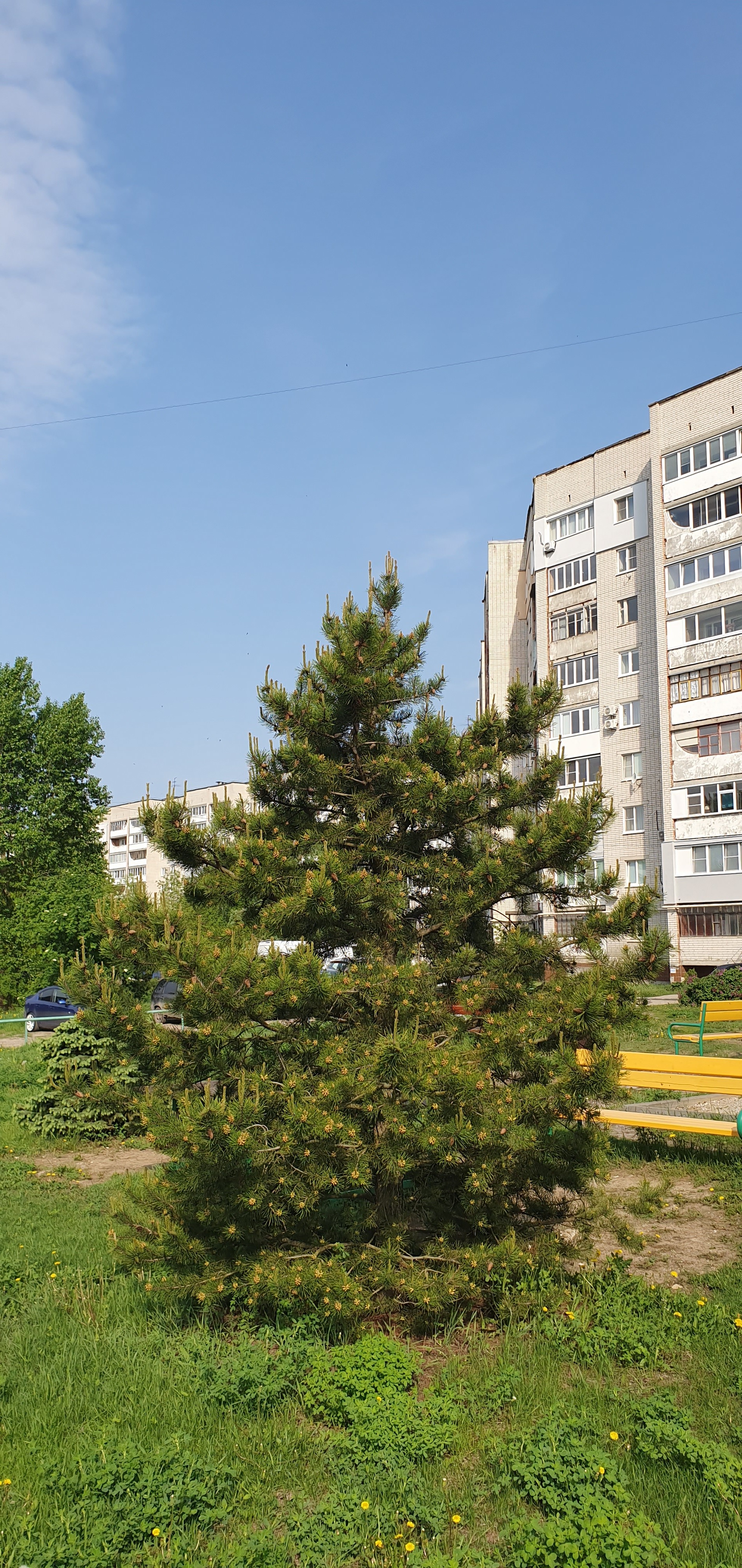 Сосна скрученнвя широколистная Дзержинск